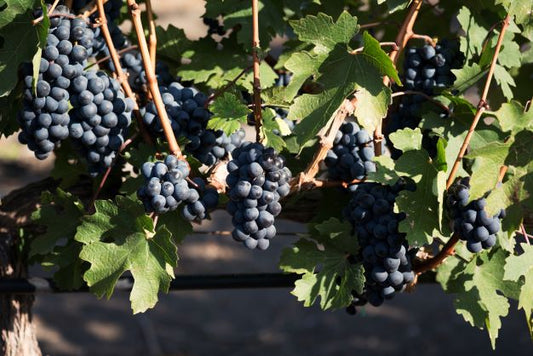 ¡Conoce sobre los tipos de uvas!