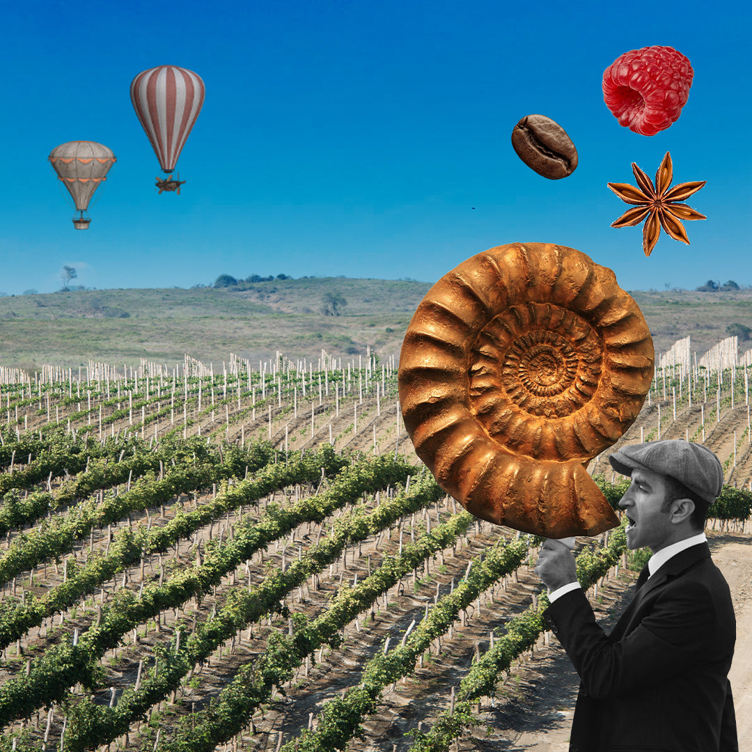 Viñedo | Bodega Dos Hemisferios | Vinos 100% Ecuatorianos