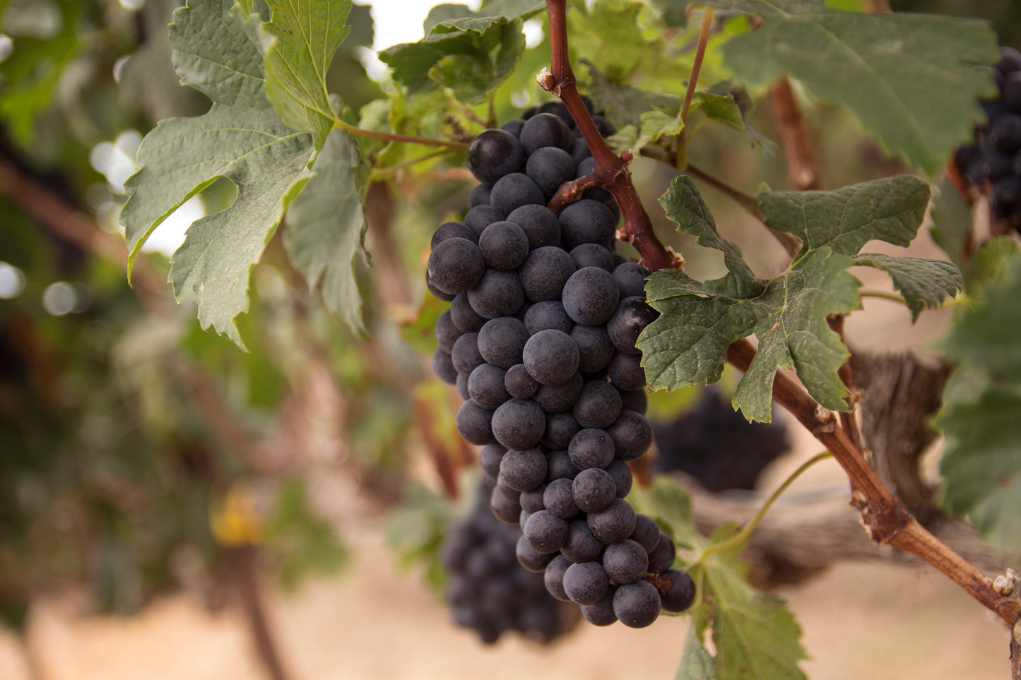 Tour Viñedo & Live Cooking - Bodega Dos Hemisferios