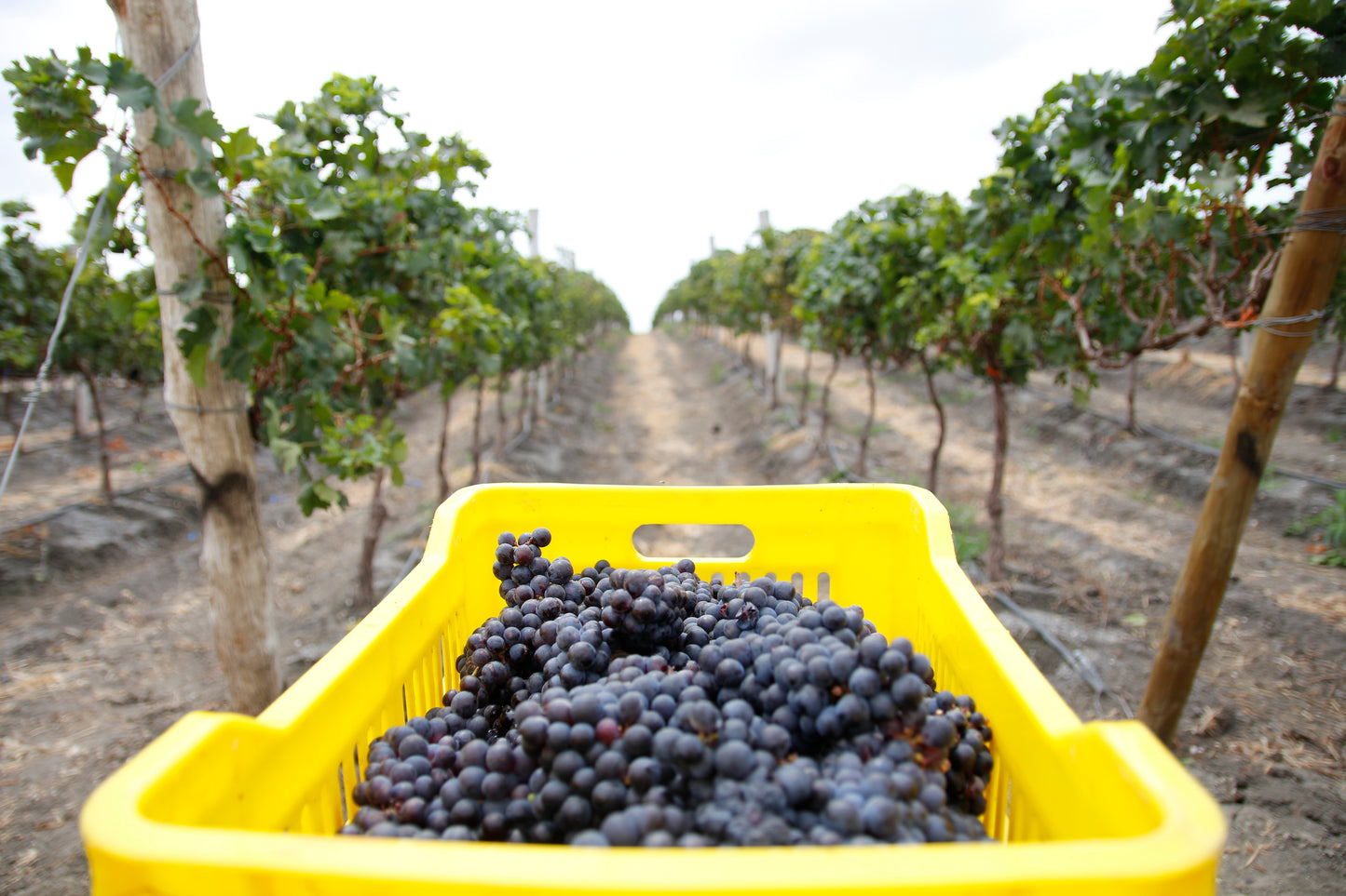 Tour Viñedo & Live Cooking - Bodega Dos Hemisferios