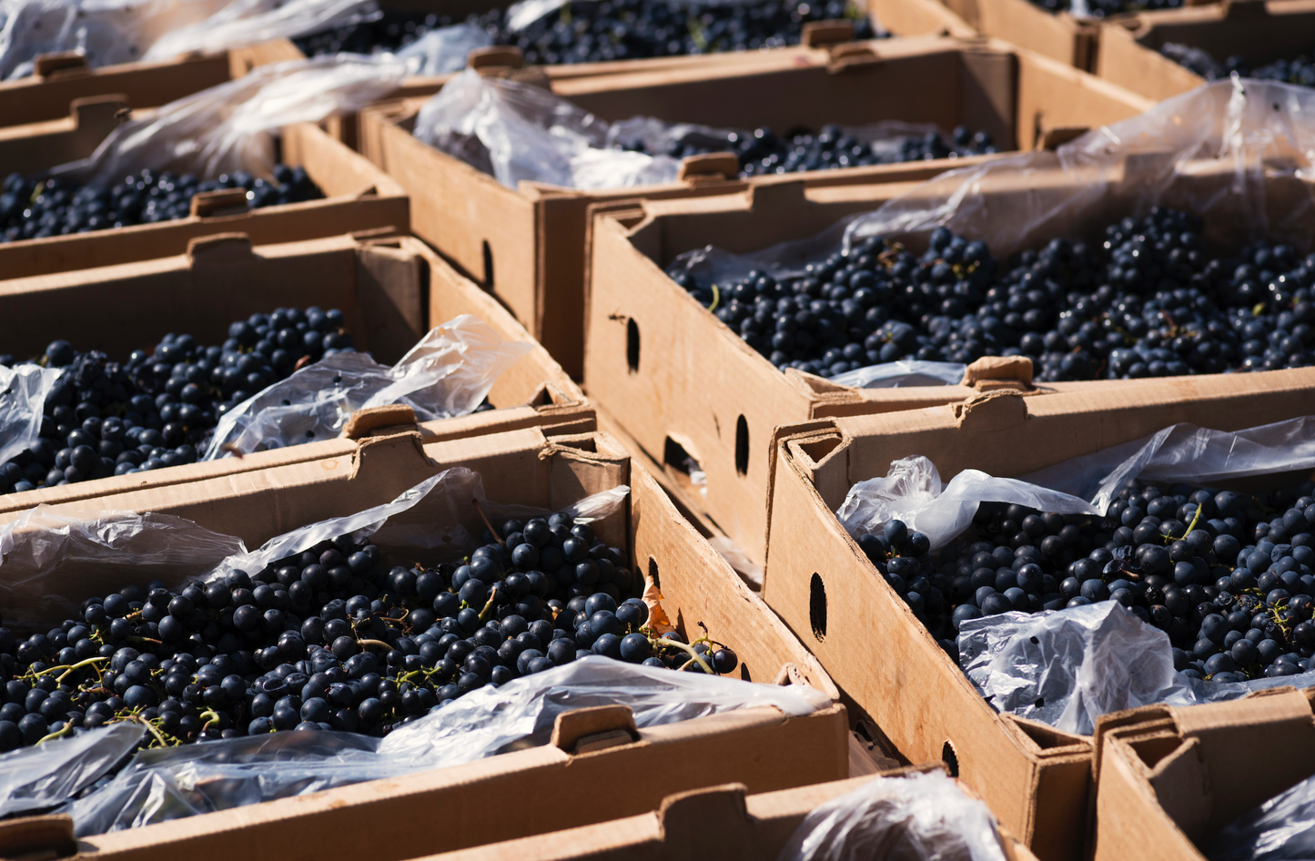 Tour Viñedo & Live Cooking - Bodega Dos Hemisferios