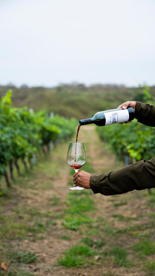 ¿Por qué hacemos vino donde nadie más lo hacía?