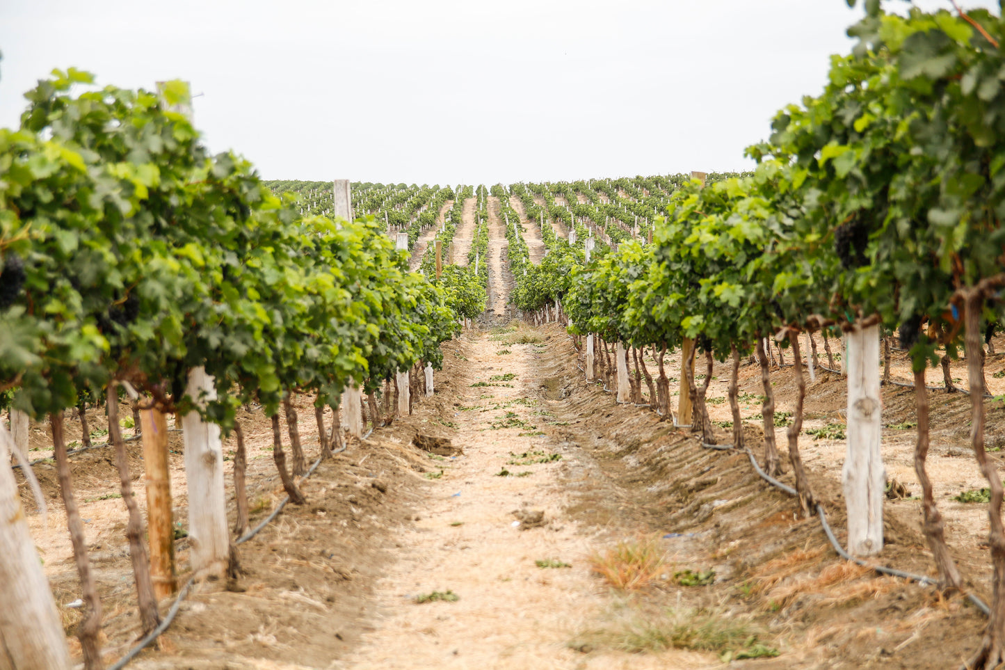 Tour Viñedo & Cata Ultra Premium - Bodega Dos Hemisferios