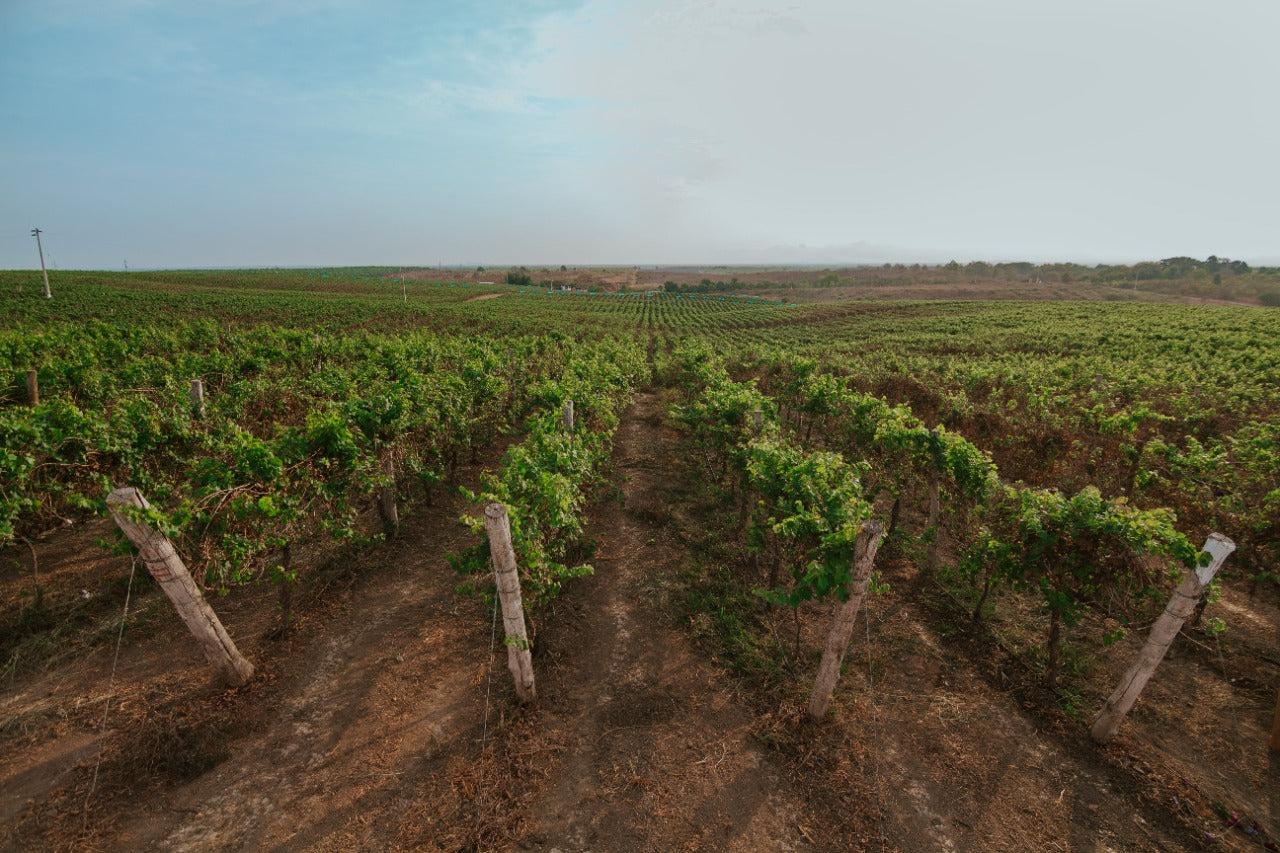 Fulf Day Tour Viñedo & Cata Premium - Bodega Dos Hemisferios