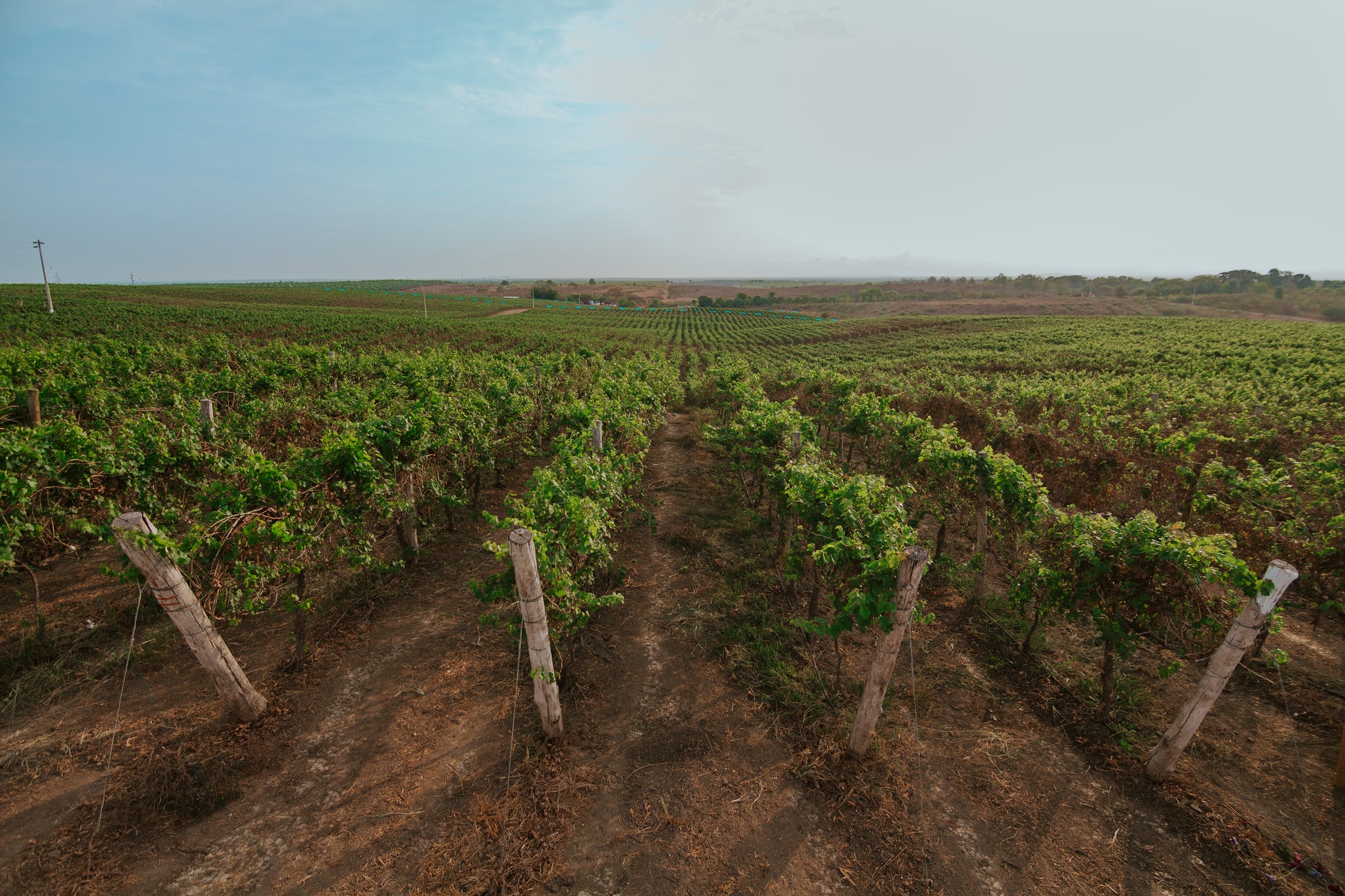 Tour Viñedo & Cata Premium - Bodega Dos Hemisferios